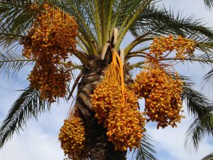 Финиковая пальма упоминания в хадисе